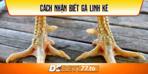 cach-nhan-biet-ga-linh-ke-debet